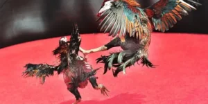 Bí Kíp Cách Chơi Đá Gà Sabong Tại 789P Từ Các Chuyên Gia