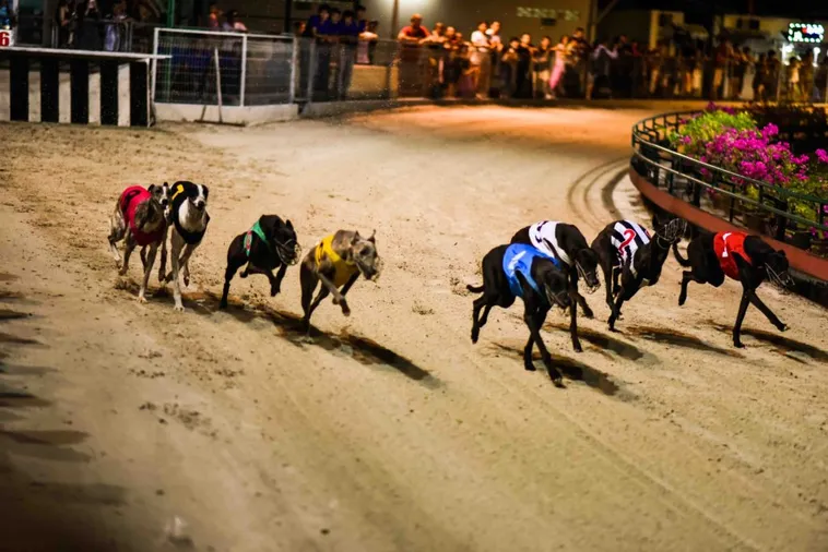 Bí Quyết Chơi Game Nhanh Đua Chó Tại 789P Luôn Thắng Đậm 2 Bí Quyết Chơi Game Nhanh Đua Chó Tại 789P Luôn Thắng Đậm