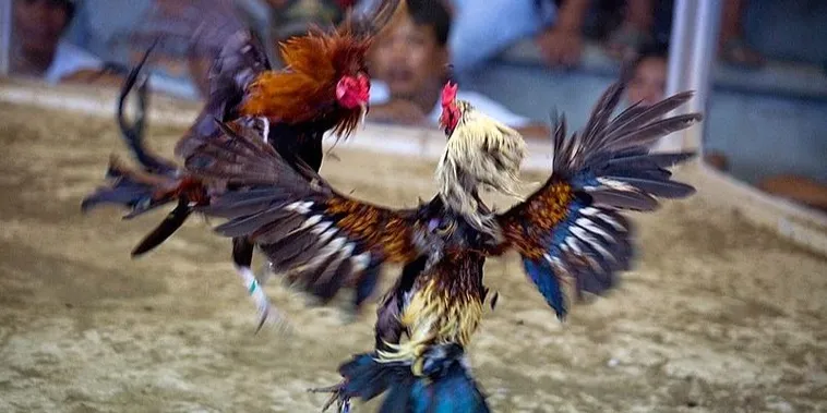 Bí Kíp Cách Chơi Đá Gà Sabong Tại 789P Từ Các Chuyên Gia 2 Bí Kíp Cách Chơi Đá Gà Sabong Tại 789P Từ Các Chuyên Gia